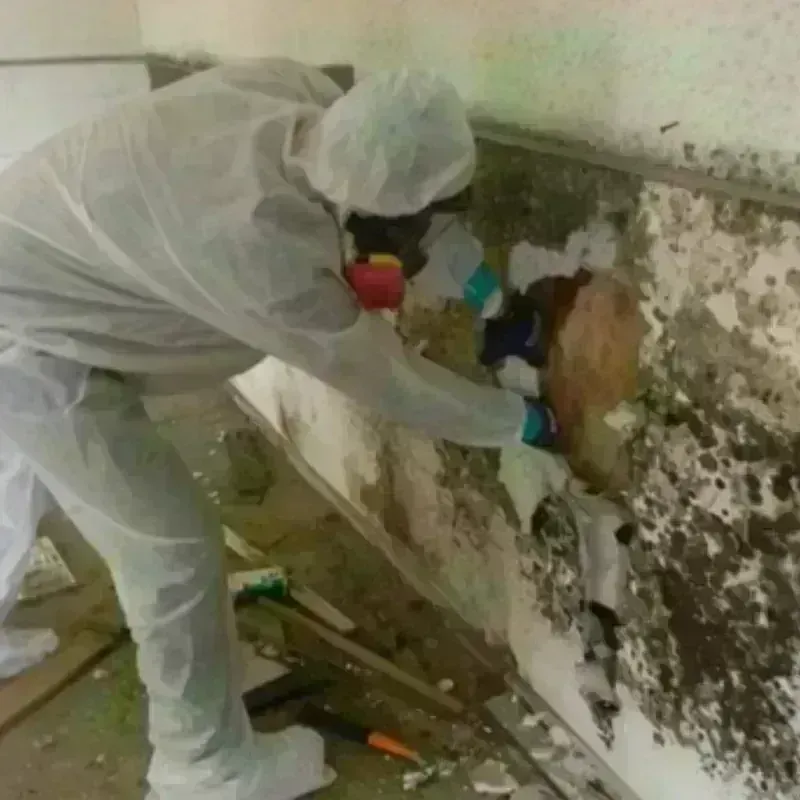 Mold Remediation and Removal in Chase County, KS